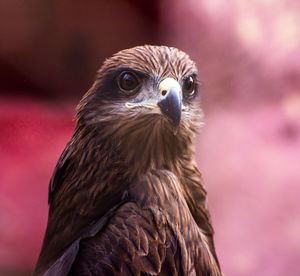 Close-up portrait of owl