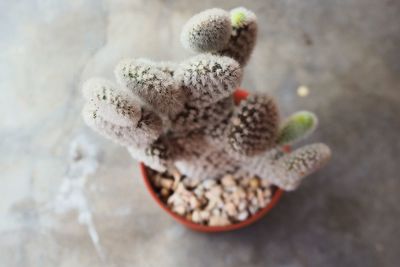 High angle view of plant