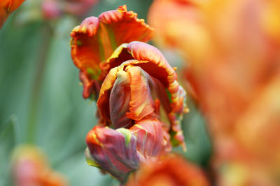 Close-up of orange flowering plant