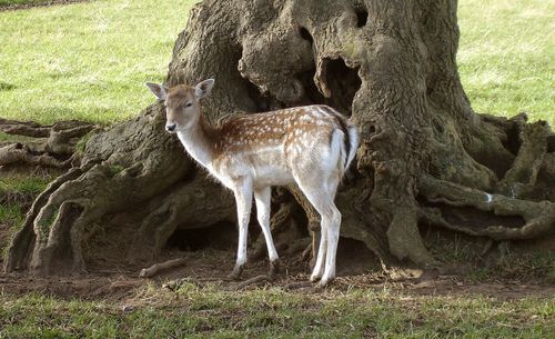 Deer by tree in forest
