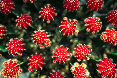Full frame shot of red plants