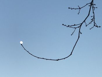 Branch against clear sky