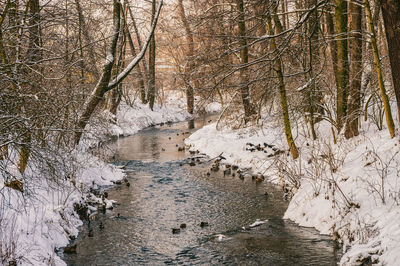 Bare trees by river in forest during winter