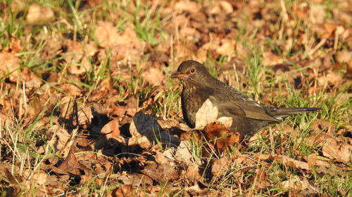 Close-up of bird perching on field