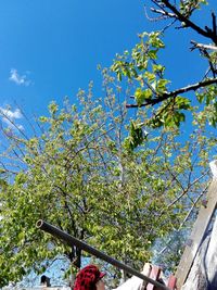 Low angle view of tree against blue sky