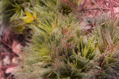 Close-up of succulent plant on field