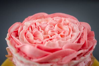 Close-up of pink rose against black background