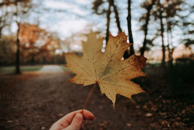 Close-up of hand holding maple leaves