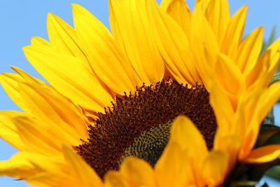 Close-up of sunflower