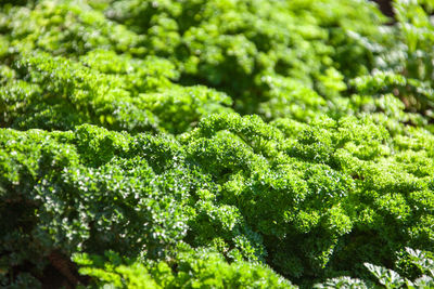 Full frame shot of fresh green plants