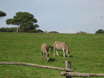 View of a horse on field