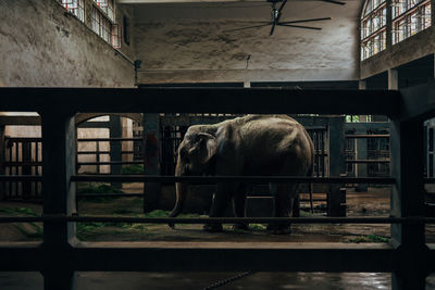 Side view of elephant standing in zoo