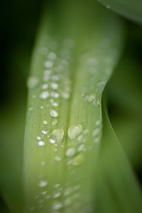 Close-up of wet leaves