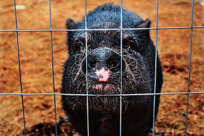 Portrait of black cat in cage