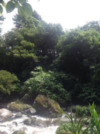 Low angle view of trees against sky