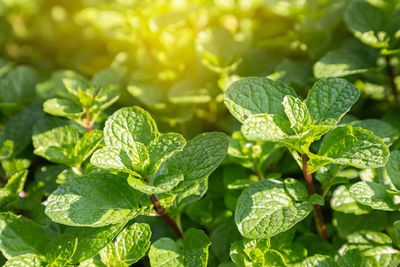 Close-up of wet leaves