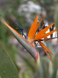 Close-up of orange flower