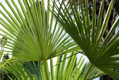 Close-up of palm tree leaves