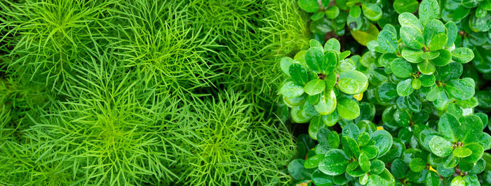 Full frame shot of fresh green plants