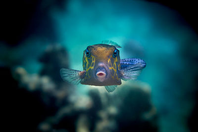 Close-up of fish swimming in sea