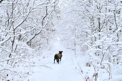 Dog explore the winter