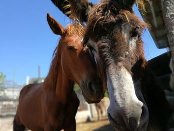 Close-up of horse in ranch