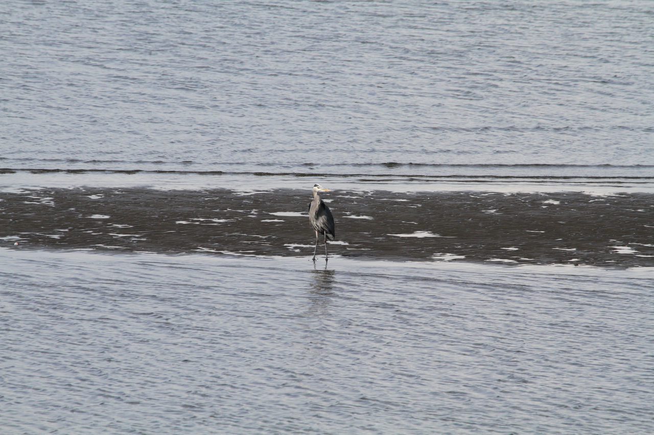 WOMAN WALKING ON SHORE