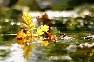 Close-up of water lilies on leaves floating on lake