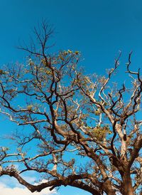 Low angle view of flowering tree against clear blue sky