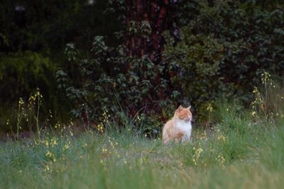 Cat sitting in a field