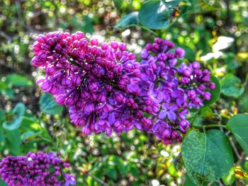 Close-up of pink flowering plant