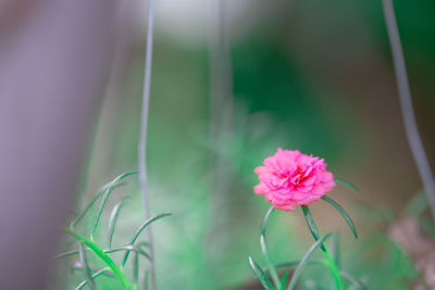 Close-up of pink flowering plant