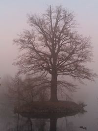 Bare tree by lake against sky