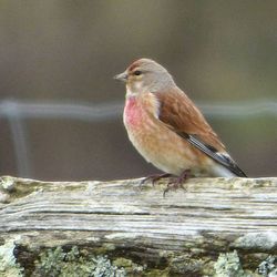 Close-up of bird perching on railing