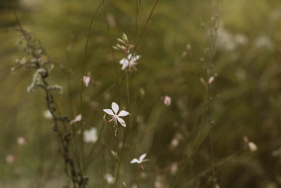 Close-up of flowers against blurred background