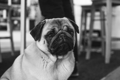 Close-up portrait of dog