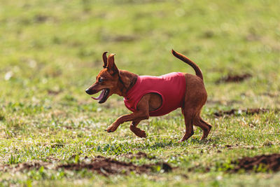 Dogs running on field