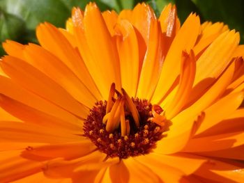 Close-up of insect on orange flower