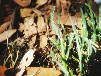 Close-up of fresh plants