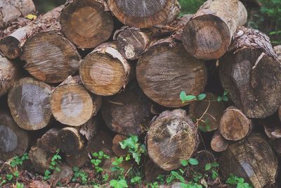 Full frame shot of logs in forest