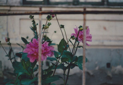 Close-up of pink flowers blooming outdoors