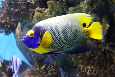 Fish swimming in sea