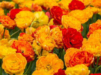 Full frame shot of multi colored roses