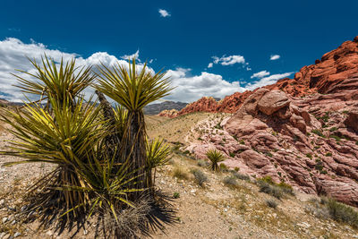 Plants growing on rock against sky