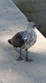 Bird on ground