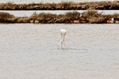 Bird in a lake