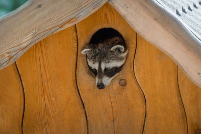 High angle view of raccoon