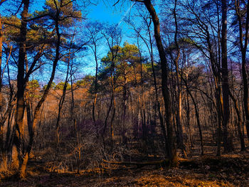 Low angle view of trees against sky