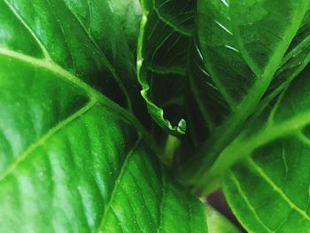 Full frame shot of green leaves