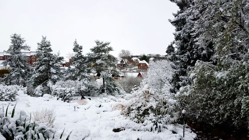Trees against clear sky